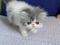 Exotic shorthair kedimiz