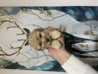 Kaliteli poodle bebeklerimiz