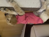 Poodle ve golden karışımı goldendoodle bebeğimiz