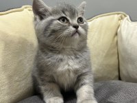 TABBY BRİTİSH SHORTHAİR