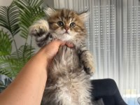 Safkan British Golden Tabby Erkek Sevgiyle Büyüdüler