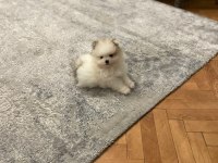 3 aylık erkek yavru pomeranian boo