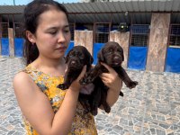Labrador yavruları