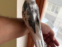 EVİNE MASKOT ARAYANLARA KUSURSUZ ERKEK SULTAN