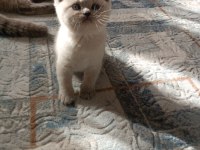 Safkan british shorthair AYI SURAT TOP KAFA bebişler