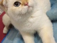 Golden point erkek scottish fold