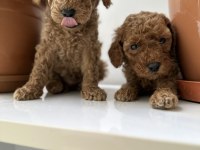 Toy poodle bebekler