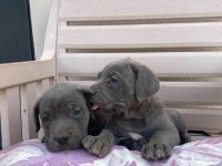 Cane corso yavrular ırk sağlık garantili