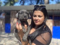 Blue mavi gözlü cane corso yavrularım