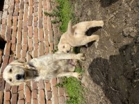Mükemmel kalite GOLDEN retriever yavrular
