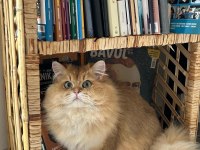 Erkek British Longhair 1 Yaşında