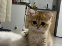 British Shorthair Kedisi