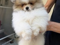 Muhteşem Ayıcık Tipinde Pomeranian Erkek Yavrumuz