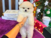 Ayı Surat Pomeranian Bebeklerimiz