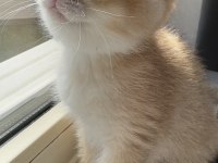 British shorthair safkan bebeklerimiz