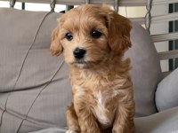 2 aylık dişi maltipoo