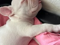 Egzotik French Bulldog İyisinin İyisi Platinyum Dişi
