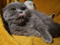 Scottish Fold Dişi Long Hair Yetişkin