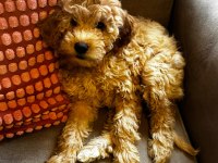 Poodle Kızımız Yeni Yuvasını Bekliyor