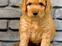 GERÇEK ORJİNAL MALTİPOO BEBEKLER POODLE AYARINDA