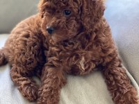 Toy poodle Kore poodle eşleşmesi