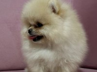 Pomeranian boo yavruları tuvalet eğitimi başlanmış