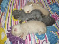 Saf kan exotic shorthair kediler