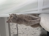 Ücretsiz Kısır British Shorthair Kedim