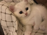 British shorthair 9 mayıs doğumlu