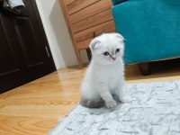 2 AYLIK SCOTTİSH FOLD YAVRUMUZ ERKEK BAKIMLI