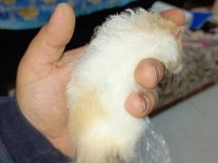 4 AYLIK FULL EĞİTİMLİ HAMSTER