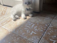 Silver point british longhair