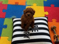 Sağlık Irk Kilo Garantili Orjinal Toy Poodle