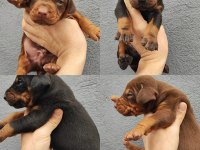 Doberman yavrular