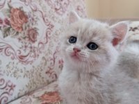 3 aylık erkek oyuncu british shorthair gold