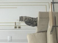 Ücretsiz sahiplendirilecek scottish fold
