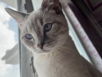 British Shorthair Kedim Evde Bebek Olduğu İçin Koydum