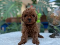 Kore Teacup Erkek Red brown Sağlık Garantili Yavrular