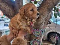 A KALİTE MALTİPOO DİŞİ ERKEK MEVCUT