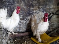 Tindet yumurtalar durumda ve ispeç horoz öter eşler dur