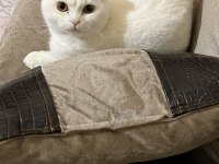 Ragdoll kızımızı ve oğlumuzun sahiplendirmek istiyorum