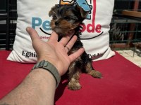 Petmode köpek çiftliğinden tea cup yorkshire terrier