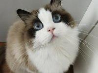 Hazır Ragdoll Erkek 2 Yaşında