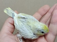 Gökkuşağı forpus papağanı