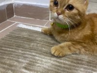 Scottish fold yavru