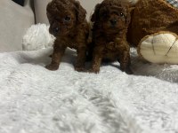 Orjinal kore poodle yavrumuz kilo garantili mikro boy