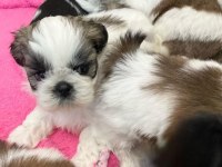 Irk Garantili Shih Tzu Yavruları