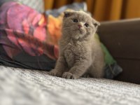 British shorthair beyaz ve lilac bebeklerime yuva arıyorum