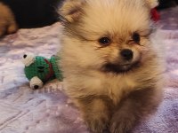 Kendi köpeğimin pomeranian bebekleri
