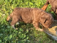 NADİR OLMAK İSTEYENLERE TÜYLÜ FRENCH BULLDOG